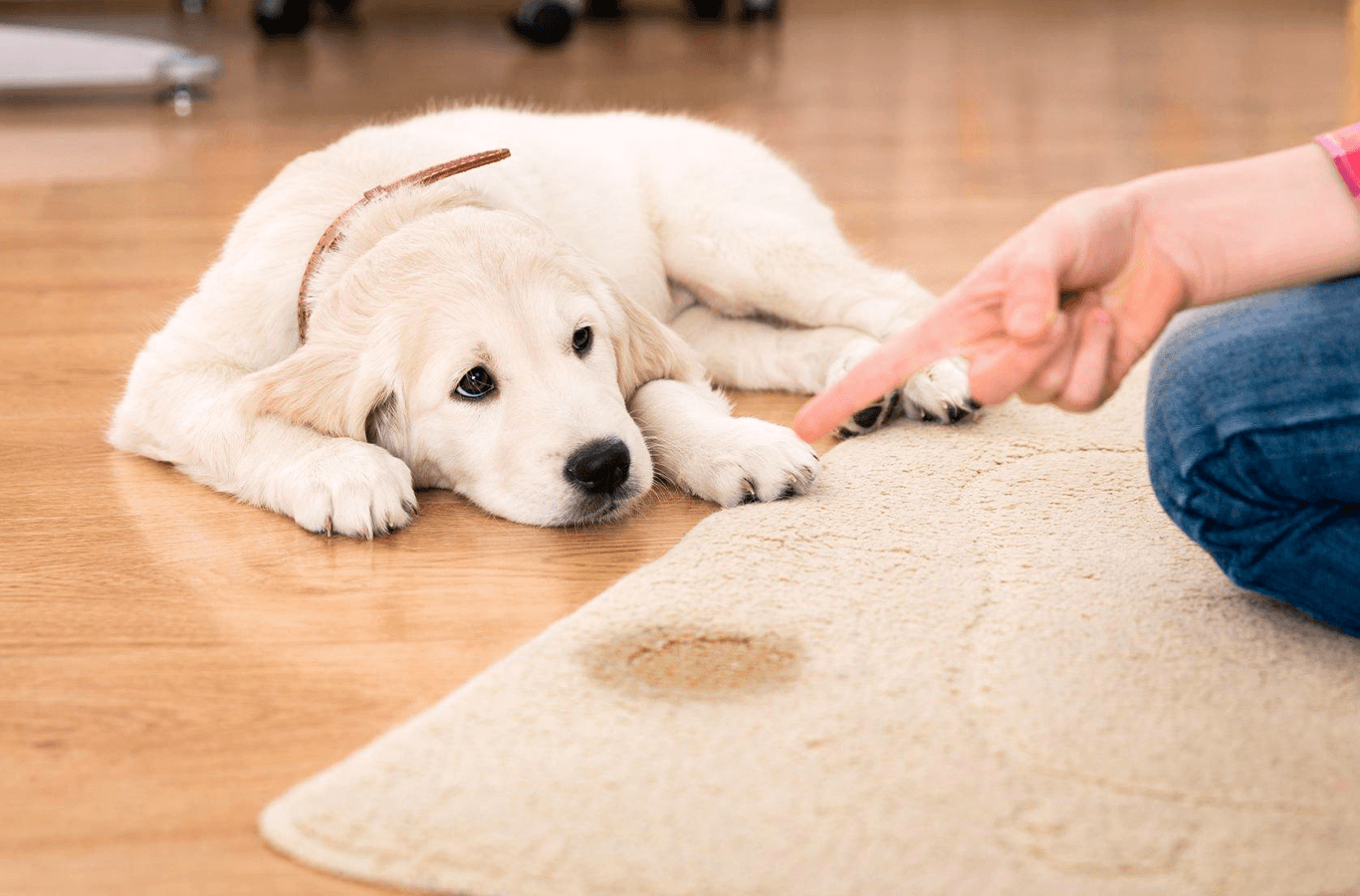 Cómo enseñar a mi perro a orinar en un solo lugar