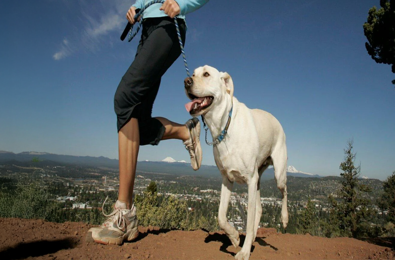 Mantén a tu perro en forma y feliz con estas actividades